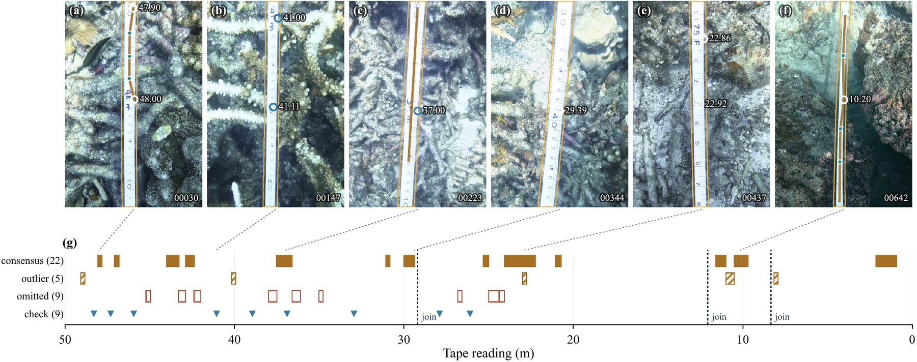 Frames and chart graph along the coral transect